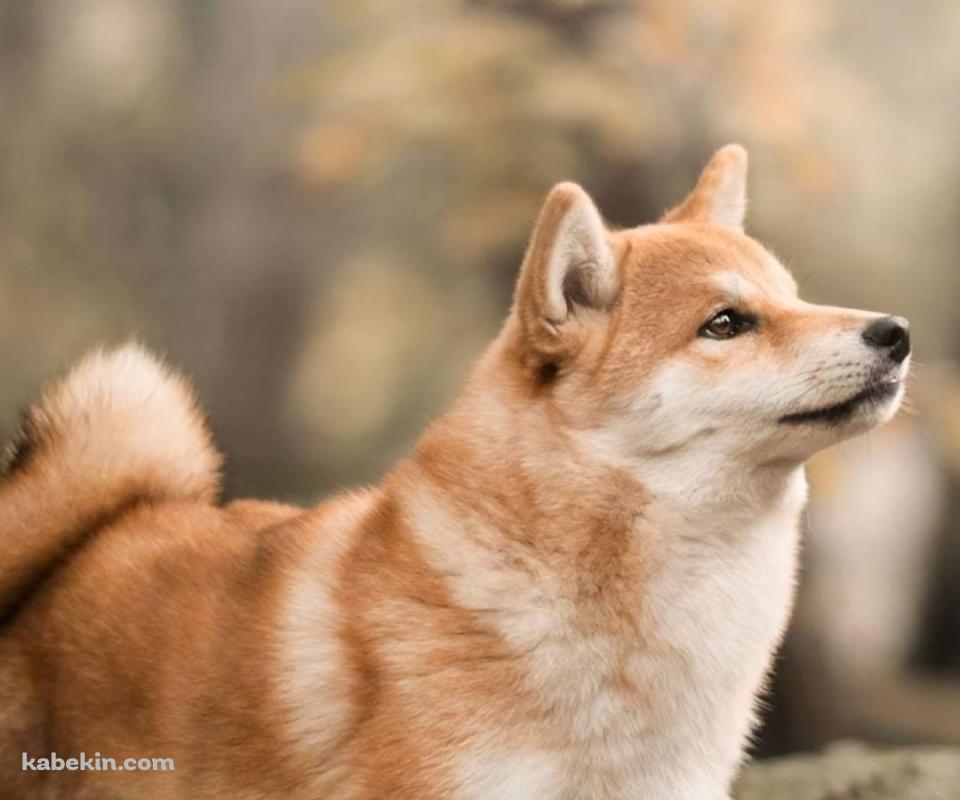 佇む柴犬のAndroidの壁紙(960px x 800px) スマホ用