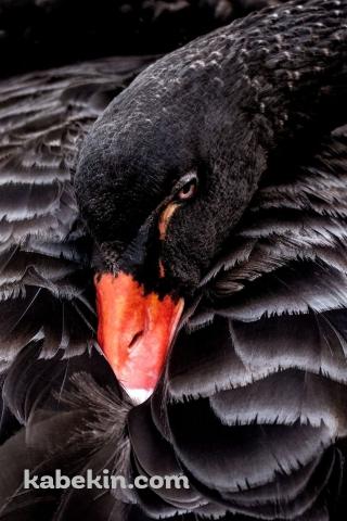 黒い白鳥 ブラックスワンのAndroidの壁紙(320px x 480px) スマホ用