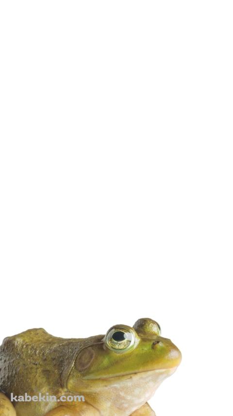 ウシガエルのAndroidの壁紙(480px x 854px) スマホ用