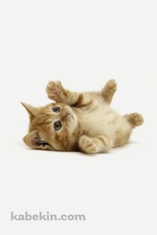 仰向けのかわいい子猫のAndroidの壁紙(320px x 480px) スマホ用