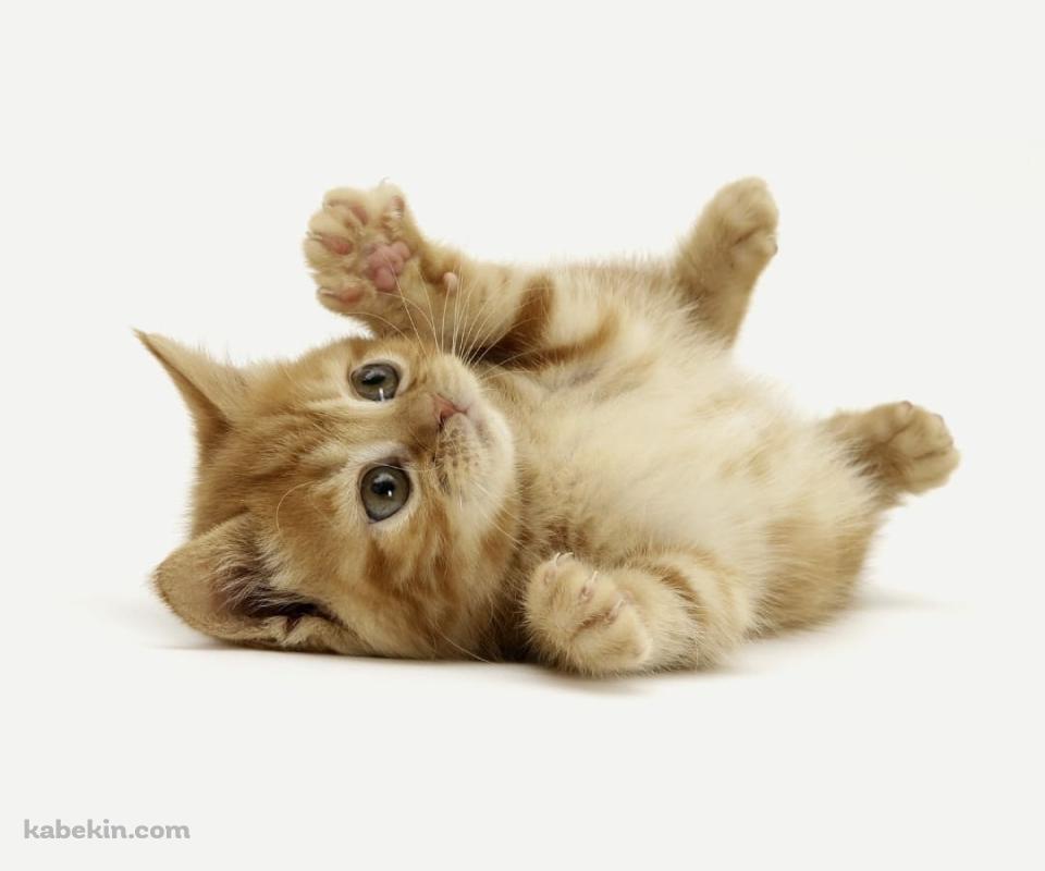仰向けのかわいい子猫のAndroidの壁紙(960px x 800px) スマホ用