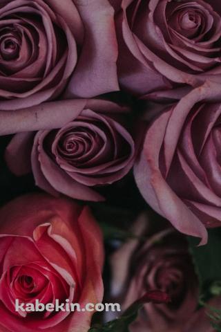 綺麗なピンク・赤い薔薇のAndroidの壁紙(320px x 480px) スマホ用