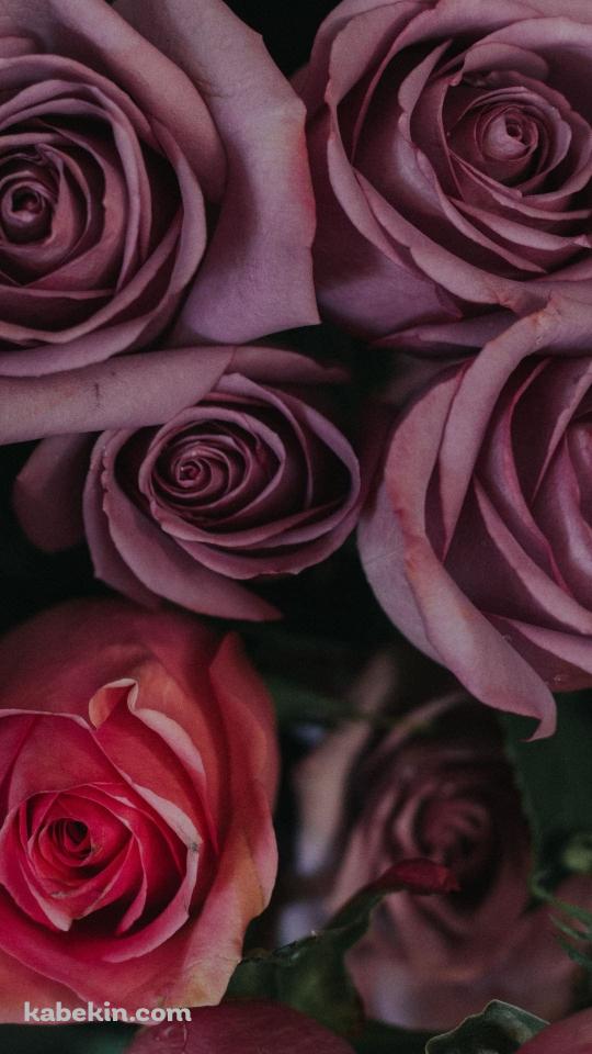 綺麗なピンク・赤い薔薇のAndroidの壁紙(540px x 960px) スマホ用