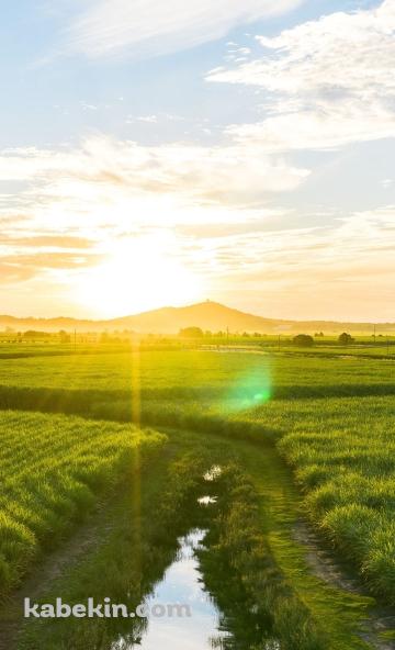 緑の田園風景 / 小さい川 / 逆光 / 田舎のAndroidの壁紙(360px x 592px) スマホ用