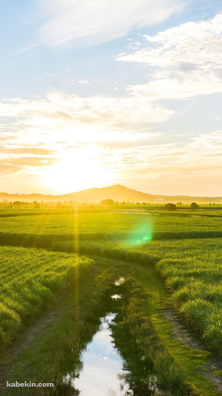 緑の田園風景 / 小さい川 / 逆光 / 田舎のAndroidの壁紙(720px x 1280px) スマホ用