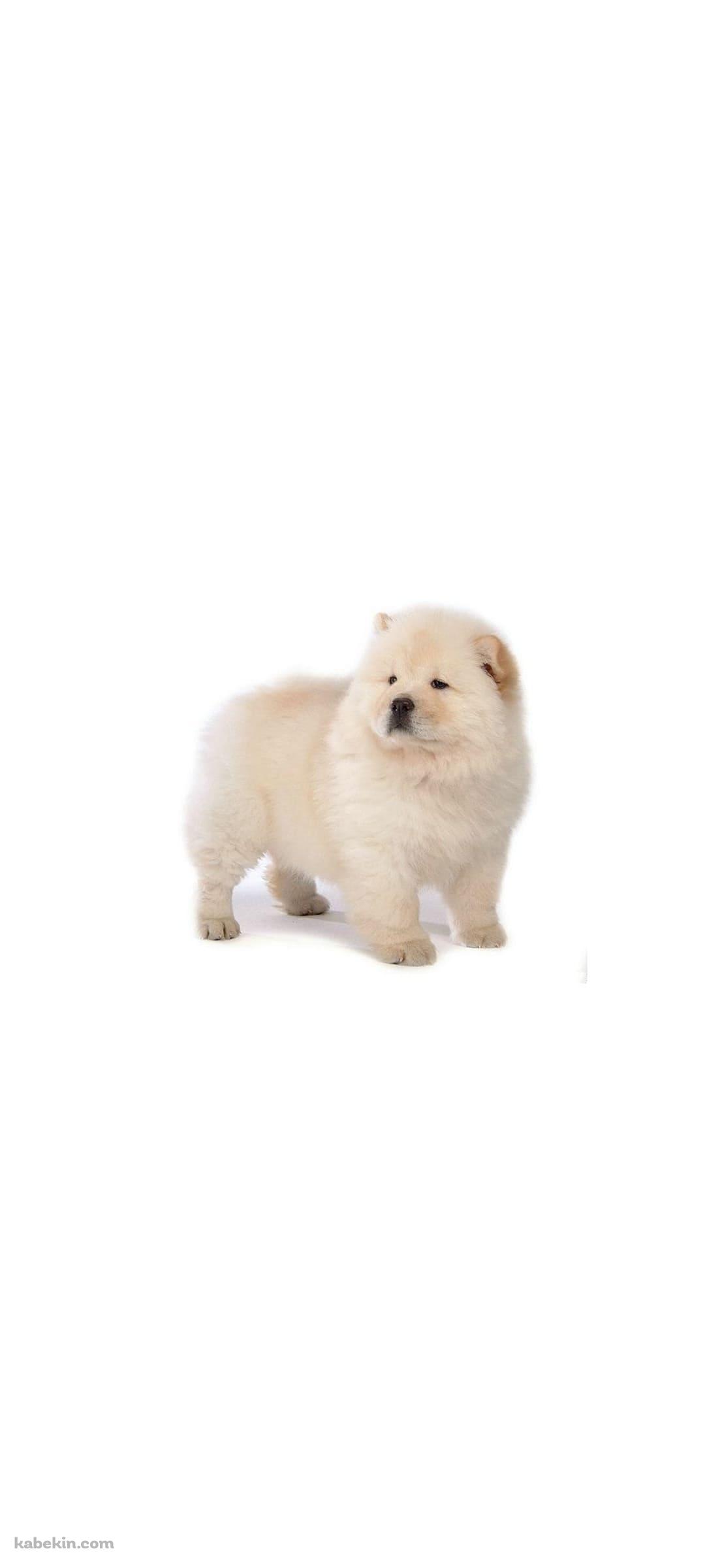 チャウチャウ / 子犬のAndroidの壁紙(1080px x 2400px) スマホ用