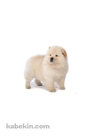 チャウチャウ / 子犬のAndroidの壁紙(320px x 480px) スマホ用