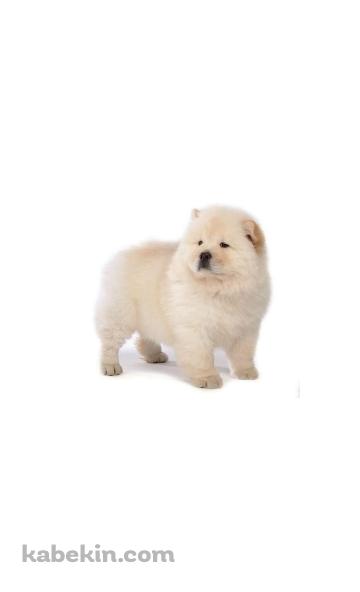 チャウチャウ / 子犬のAndroidの壁紙(360px x 592px) スマホ用