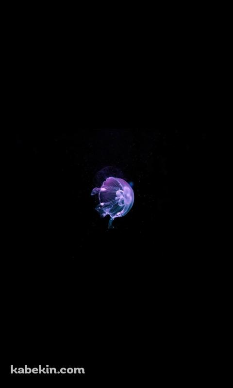綺麗な紫のクラゲ / JellyfishのAndroidの壁紙(480px x 800px) スマホ用