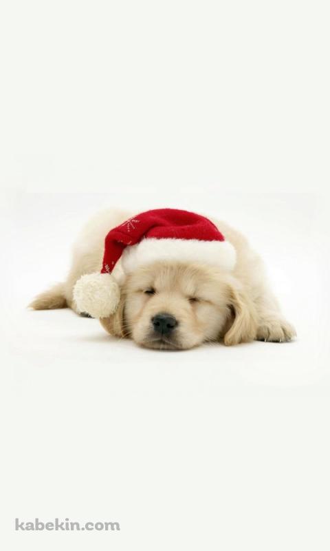 クリスマス / 帽子を被った子犬 / ラブラドールレトリバーのAndroidの壁紙(480px x 800px) スマホ用