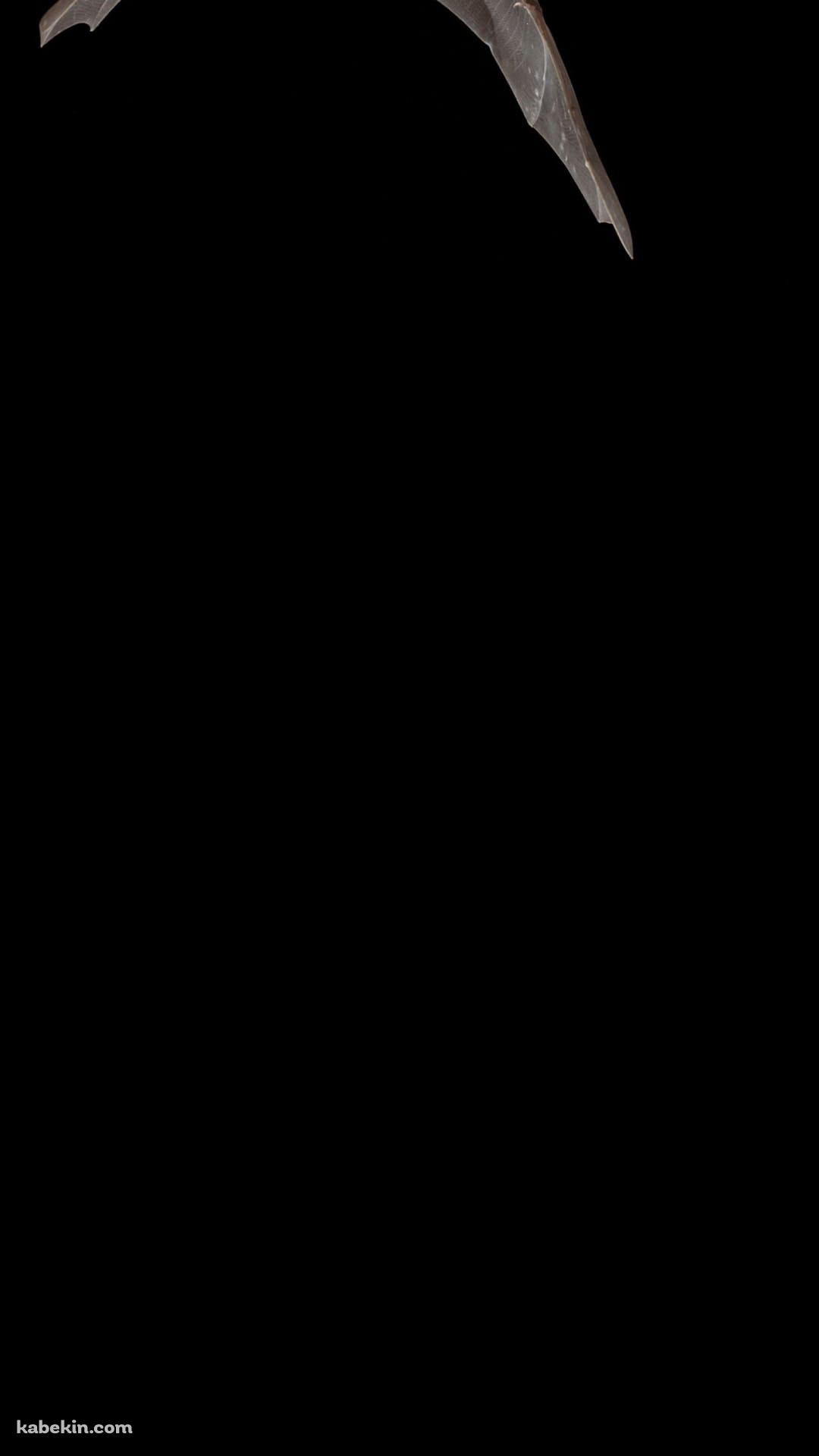 飛行する蝙蝠のAndroidの壁紙(1080px x 1920px) スマホ用