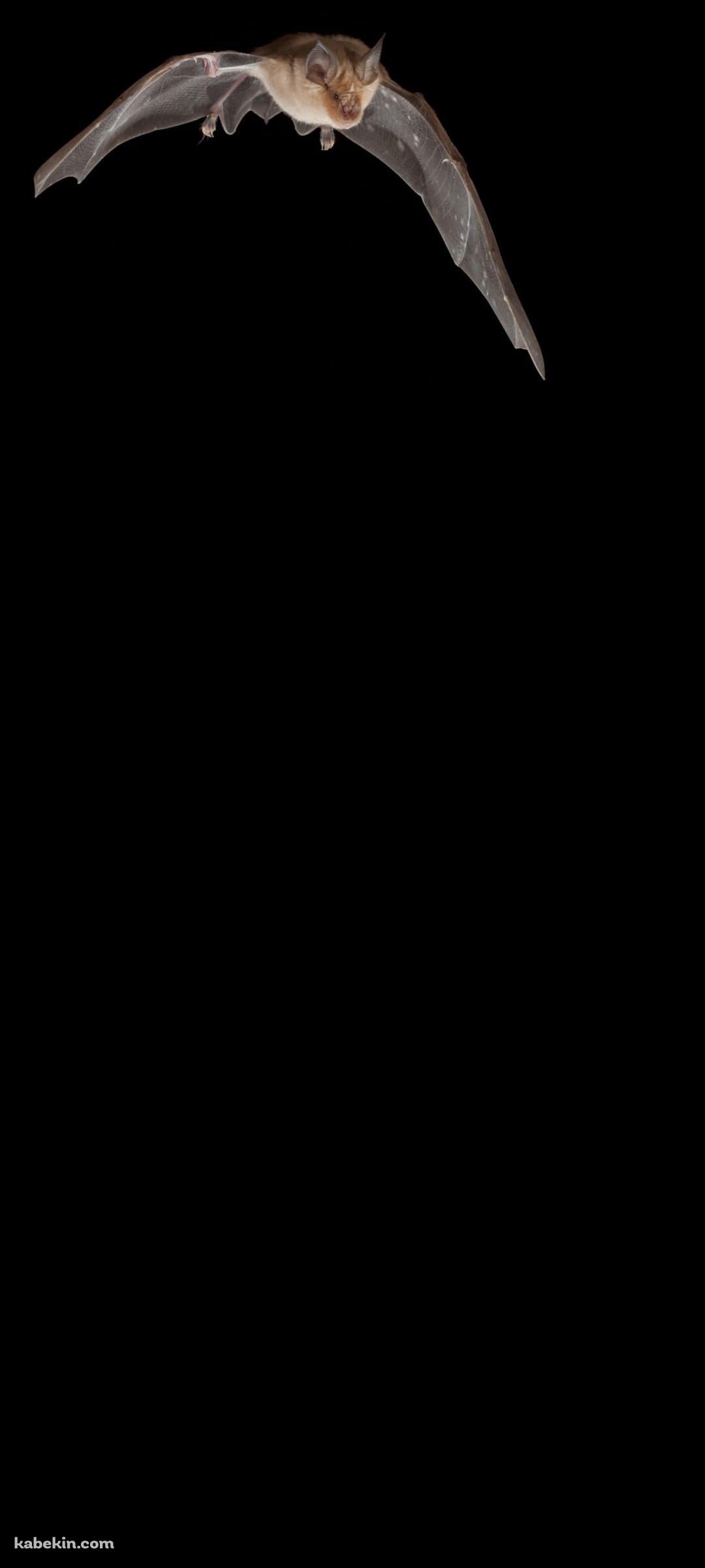 飛行する蝙蝠のAndroidの壁紙(1080px x 2400px) スマホ用