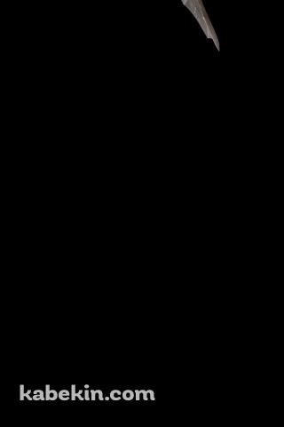 飛行する蝙蝠のAndroidの壁紙(320px x 480px) スマホ用