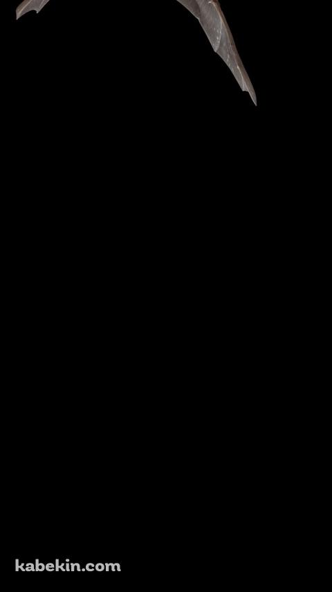 飛行する蝙蝠のAndroidの壁紙(480px x 854px) スマホ用