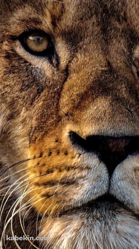 ライオンの顔面のクローズアップ / かっこいい / 百獣の王のAndroidの壁紙(480px x 854px) スマホ用