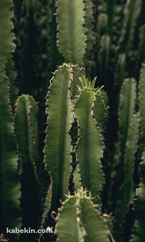 トゲトゲのサボテン / CactusのAndroidの壁紙(480px x 800px) スマホ用