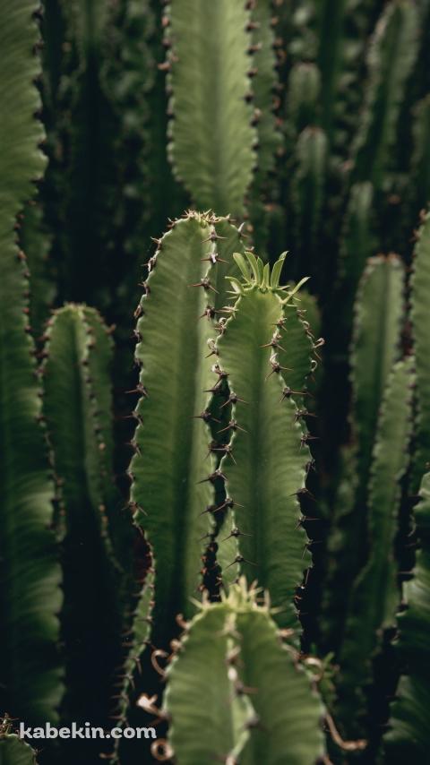 トゲトゲのサボテン / CactusのAndroidの壁紙(480px x 854px) スマホ用