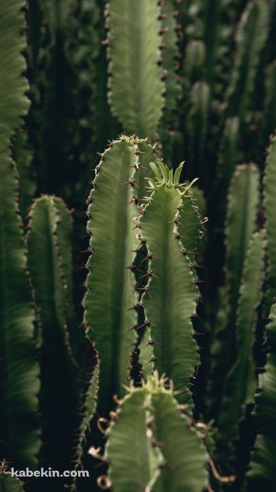 トゲトゲのサボテン / CactusのAndroidの壁紙(540px x 960px) スマホ用