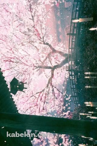 綺麗な大きな桜の木 / 沢山の蝋燭 / 橋のAndroidの壁紙(320px x 480px) スマホ用