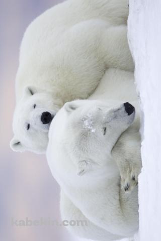 ホッキョクグマ / 添い寝する親子 / 北極野生生物国家保護区 / アラスカ州 / Arctic National Wildlife RefugeのAndroidの壁紙(320px x 480px) スマホ用