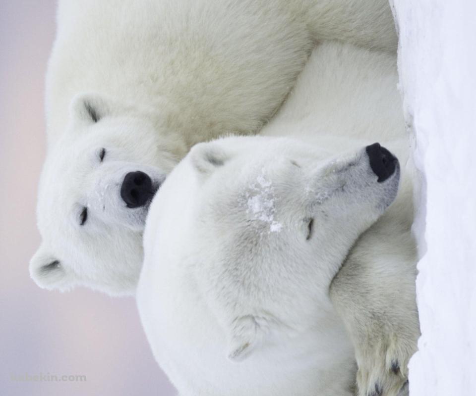 ホッキョクグマ / 添い寝する親子 / 北極野生生物国家保護区 / アラスカ州 / Arctic National Wildlife RefugeのAndroidの壁紙(960px x 800px) スマホ用