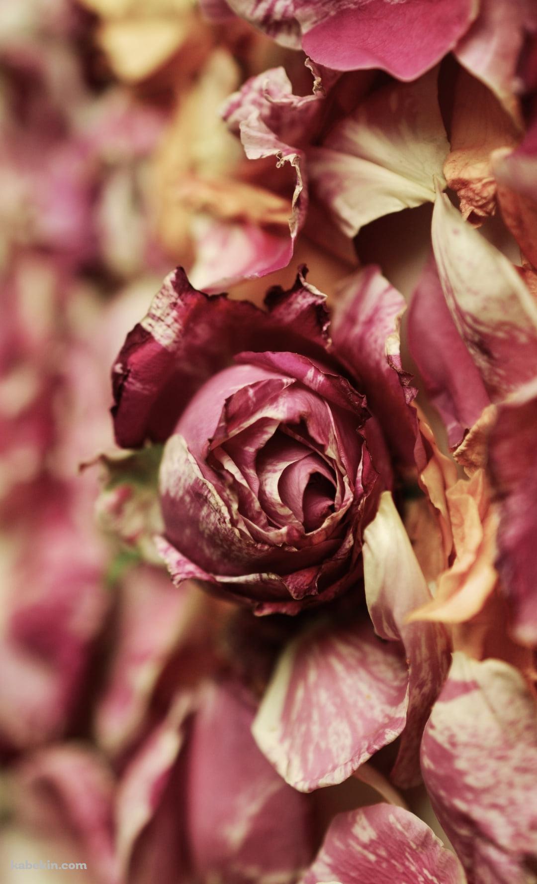 地面に落ちた綺麗な薔薇・花びらのAndroidの壁紙(1080px x 1776px) スマホ用