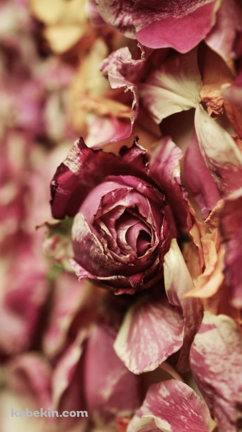地面に落ちた綺麗な薔薇・花びらのAndroidの壁紙(480px x 854px) スマホ用