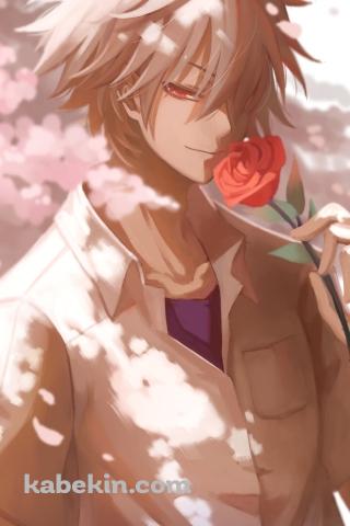 赤い薔薇を持つかっこいい渚カヲル / 桜の花 / 新世紀エヴァンゲリオンのAndroidの壁紙(320px x 480px) スマホ用