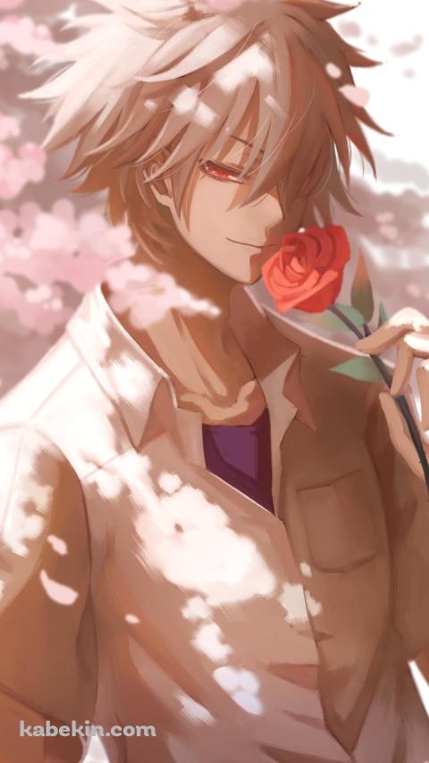 赤い薔薇を持つかっこいい渚カヲル / 桜の花 / 新世紀エヴァンゲリオンのAndroidの壁紙(480px x 854px) スマホ用