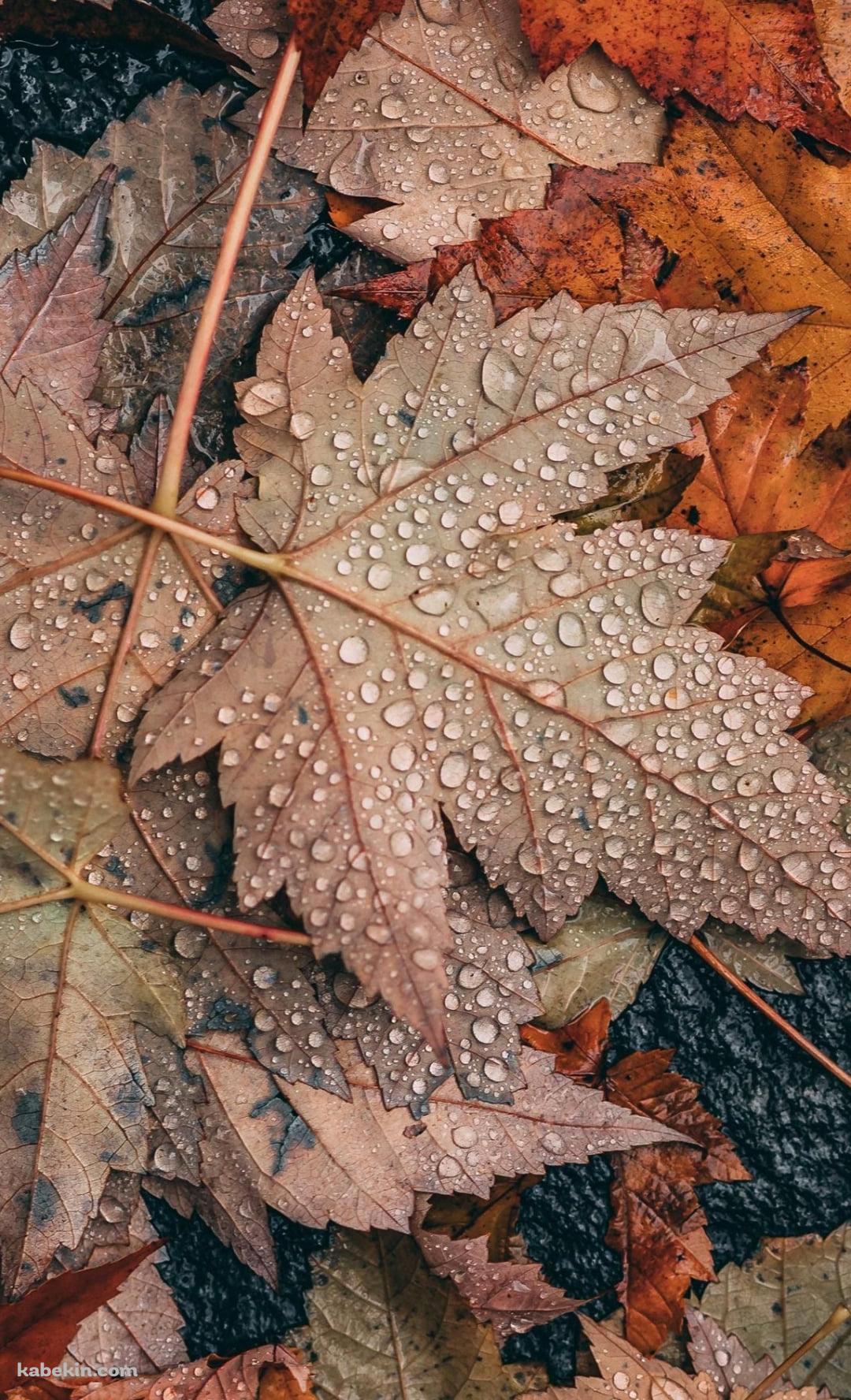 めっちゃ水滴がついた落ち葉 / 秋 / 枯草のAndroidの壁紙(1080px x 1776px) スマホ用