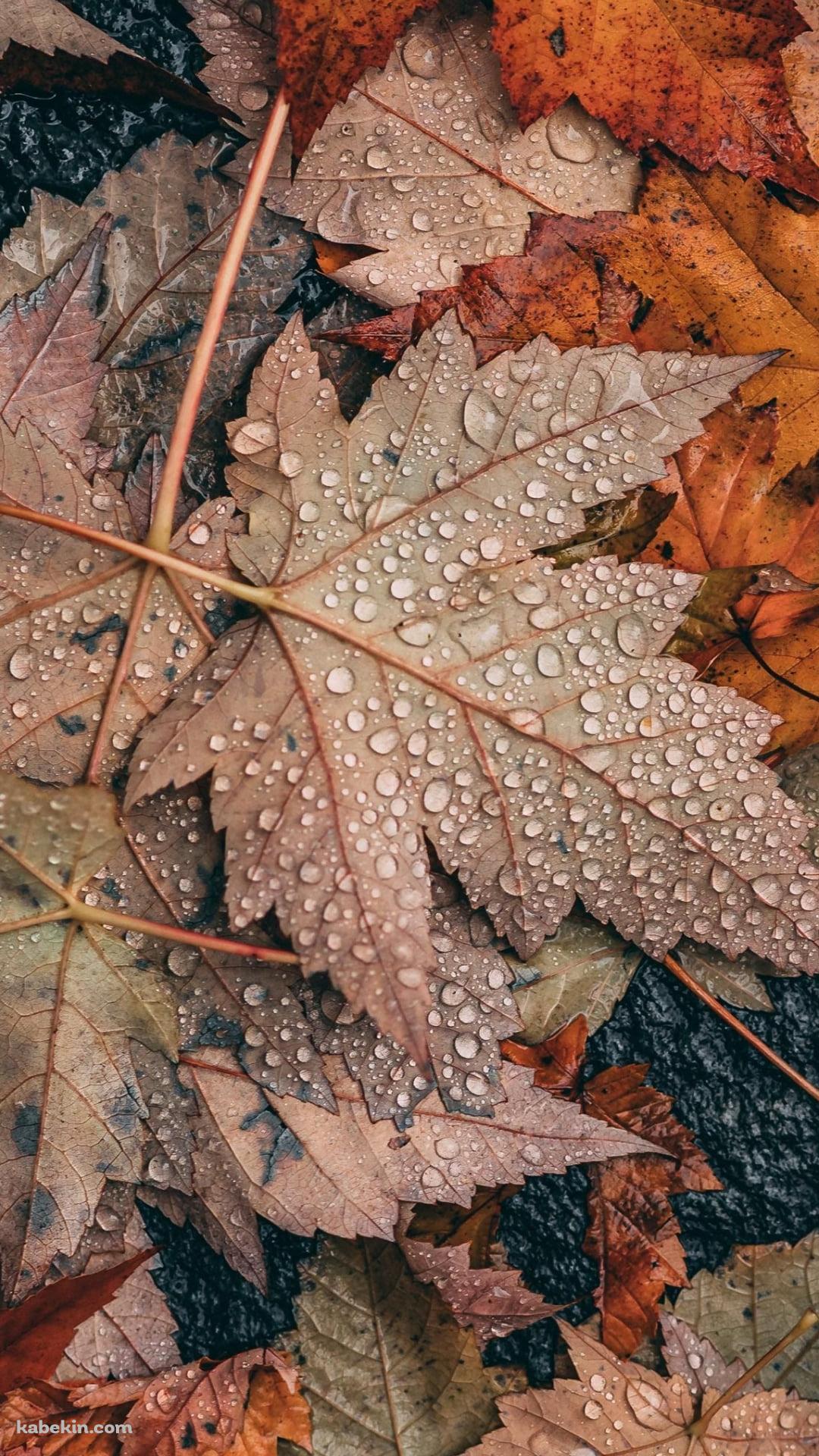 めっちゃ水滴がついた落ち葉 / 秋 / 枯草のAndroidの壁紙(1080px x 1920px) スマホ用