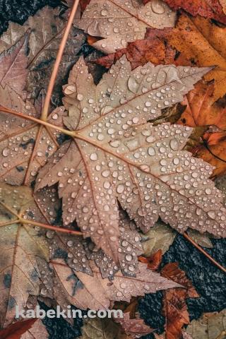 めっちゃ水滴がついた落ち葉 / 秋 / 枯草のAndroidの壁紙(320px x 480px) スマホ用