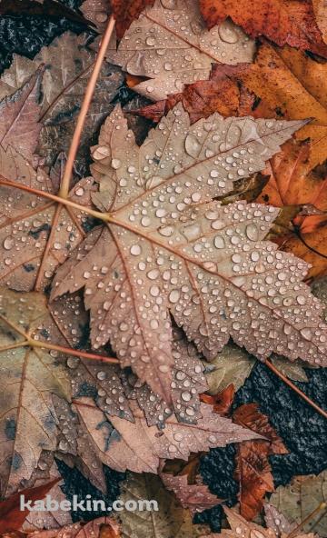 めっちゃ水滴がついた落ち葉 / 秋 / 枯草のAndroidの壁紙(360px x 592px) スマホ用