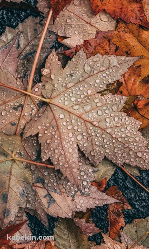 めっちゃ水滴がついた落ち葉 / 秋 / 枯草のAndroidの壁紙(480px x 800px) スマホ用