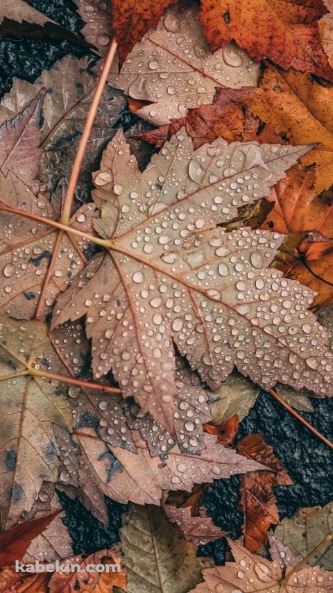 めっちゃ水滴がついた落ち葉 / 秋 / 枯草のAndroidの壁紙(480px x 854px) スマホ用