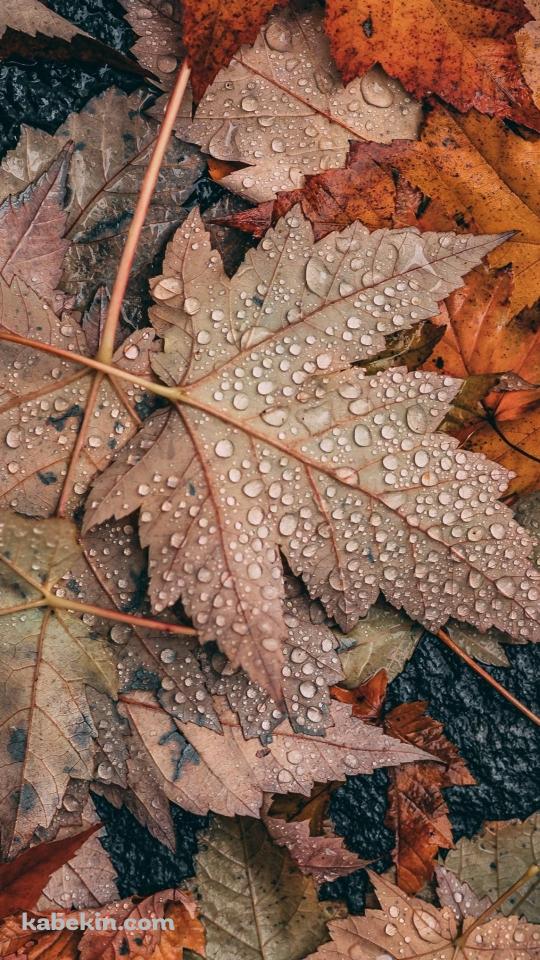 めっちゃ水滴がついた落ち葉 / 秋 / 枯草のAndroidの壁紙(540px x 960px) スマホ用