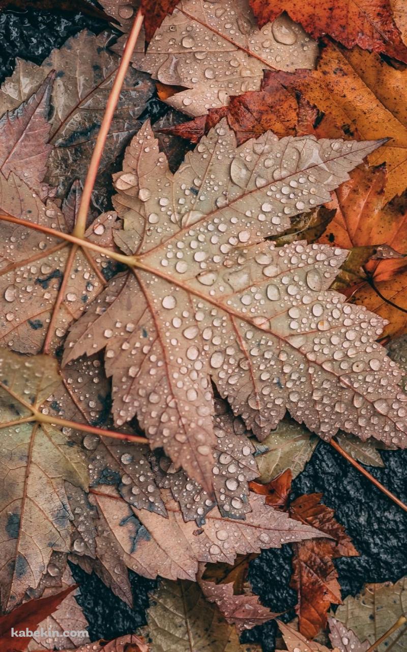 めっちゃ水滴がついた落ち葉 / 秋 / 枯草のAndroidの壁紙(800px x 1280px) スマホ用