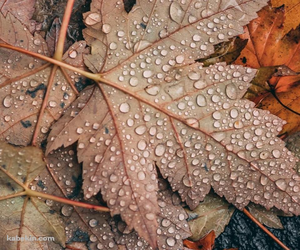 めっちゃ水滴がついた落ち葉 / 秋 / 枯草のAndroidの壁紙(960px x 800px) スマホ用
