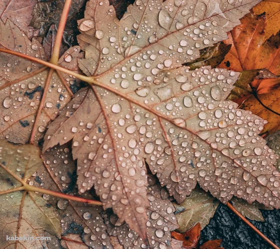 めっちゃ水滴がついた落ち葉 / 秋 / 枯草のAndroidの壁紙(960px x 854px) スマホ用