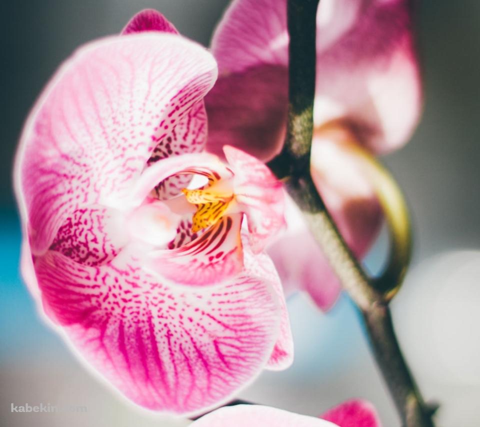 ピンクの蘭の花 / 綺麗 / 高画質 / Orchid flowerのAndroidの壁紙(960px x 854px) スマホ用