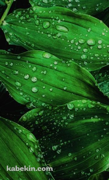 水滴のついた濃い緑色の葉 / 綺麗 / 植物のAndroidの壁紙(360px x 592px) スマホ用