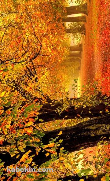 紅葉が綺麗な並木道 / 秋 / 銀杏 / 4KのAndroidの壁紙(360px x 592px) スマホ用
