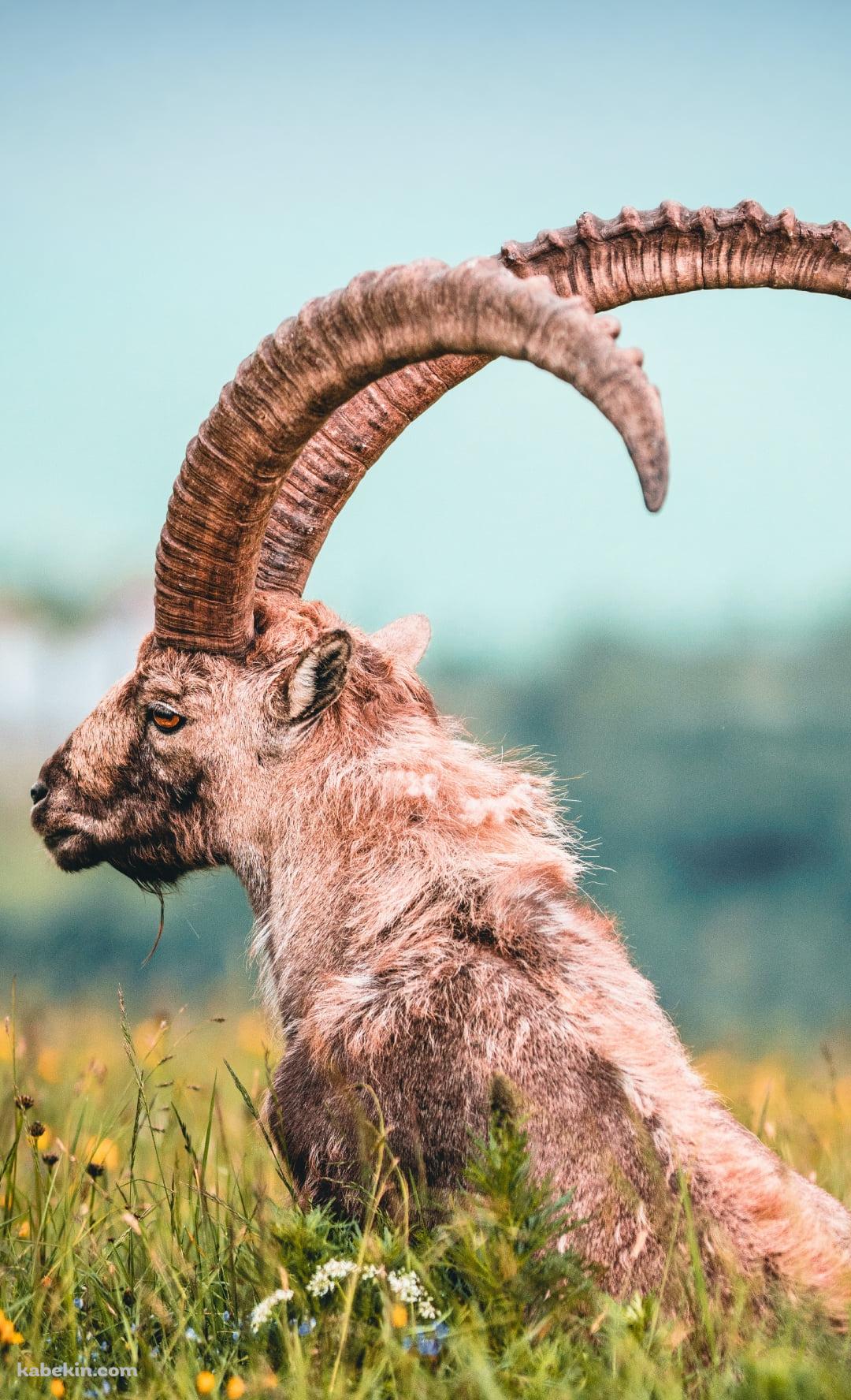 黄色い花が咲く草原に佇む角が立派な山羊のAndroidの壁紙(1080px x 1776px) スマホ用