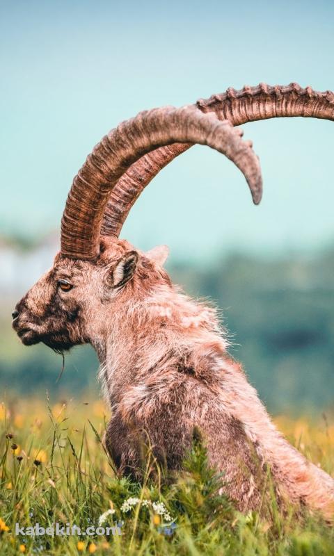 黄色い花が咲く草原に佇む角が立派な山羊のAndroidの壁紙(480px x 800px) スマホ用