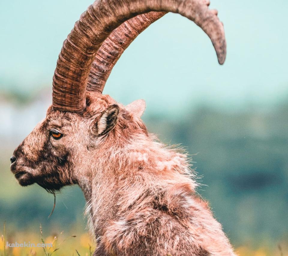 黄色い花が咲く草原に佇む角が立派な山羊のAndroidの壁紙(960px x 854px) スマホ用