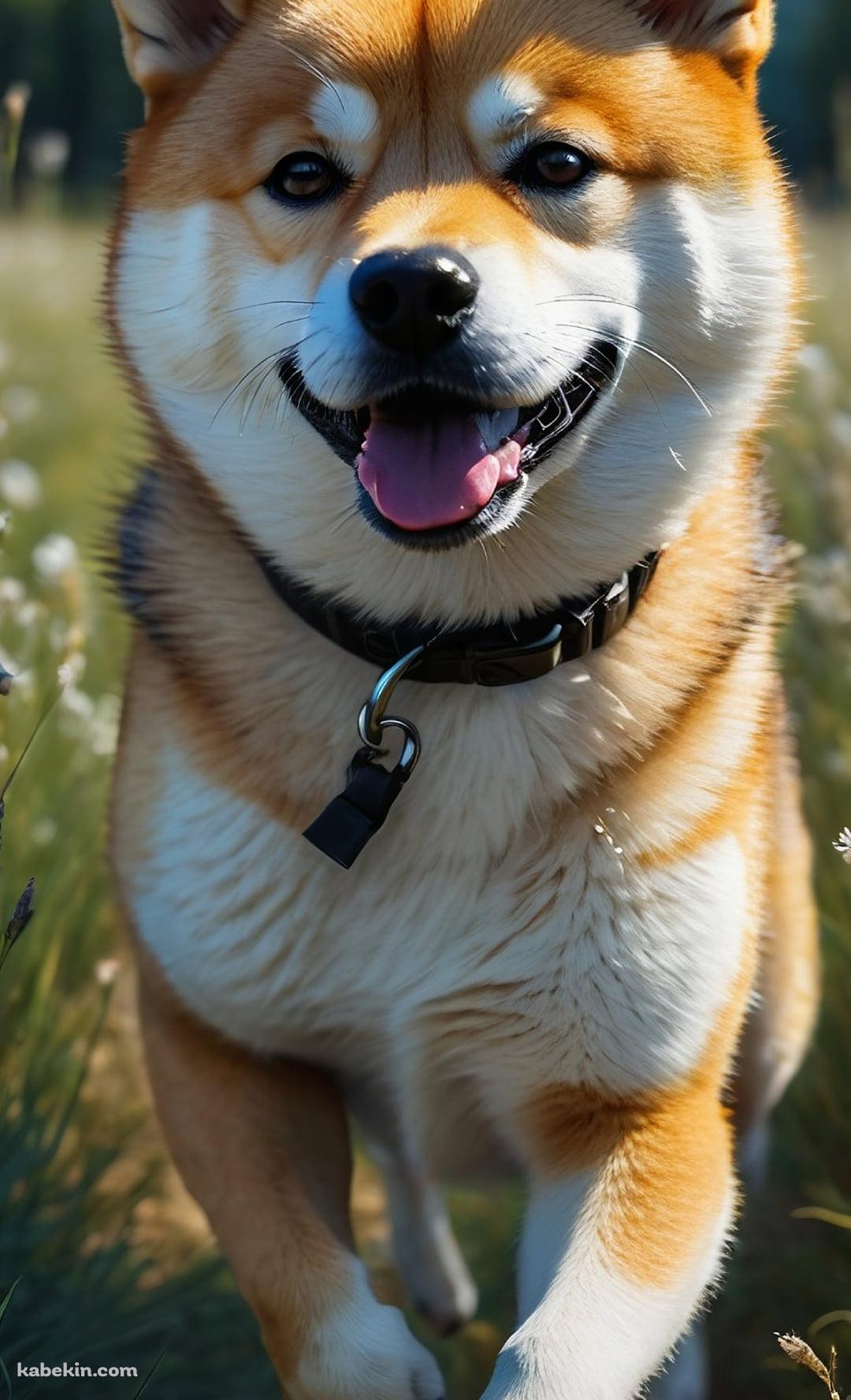 草原を猛ダッシュする可愛い柴犬のAndroidの壁紙(1080px x 1776px) スマホ用