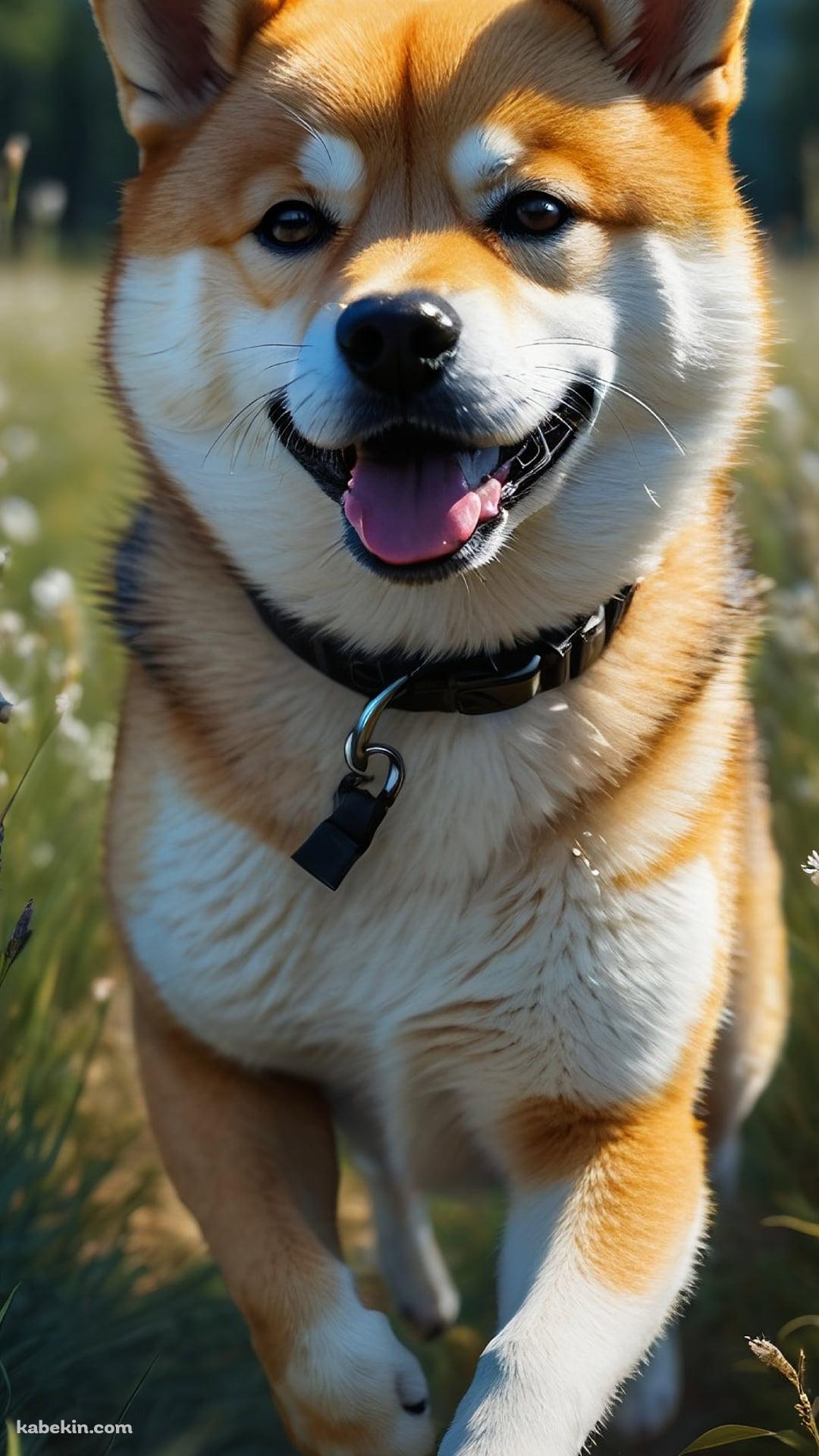 草原を猛ダッシュする可愛い柴犬のAndroidの壁紙(1080px x 1920px) スマホ用