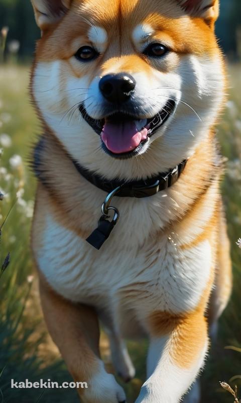 草原を猛ダッシュする可愛い柴犬のAndroidの壁紙(480px x 800px) スマホ用