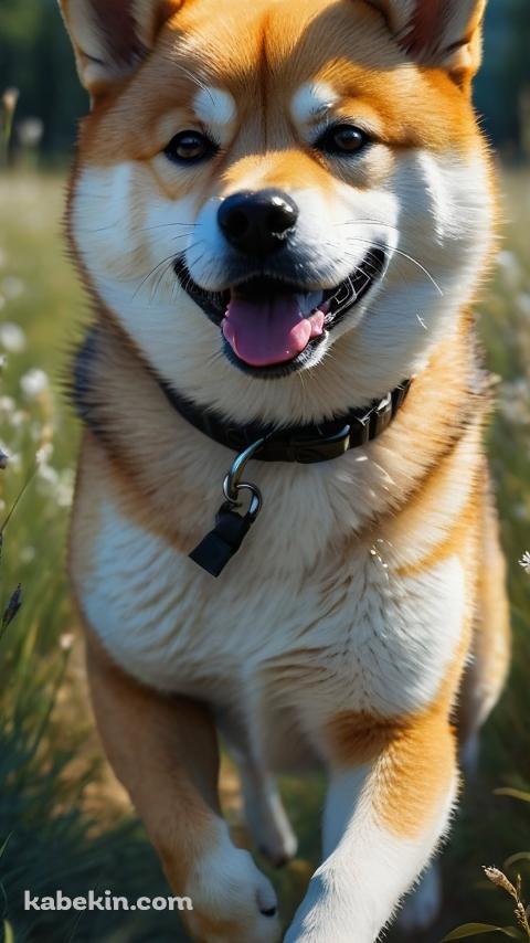 草原を猛ダッシュする可愛い柴犬のAndroidの壁紙(480px x 854px) スマホ用