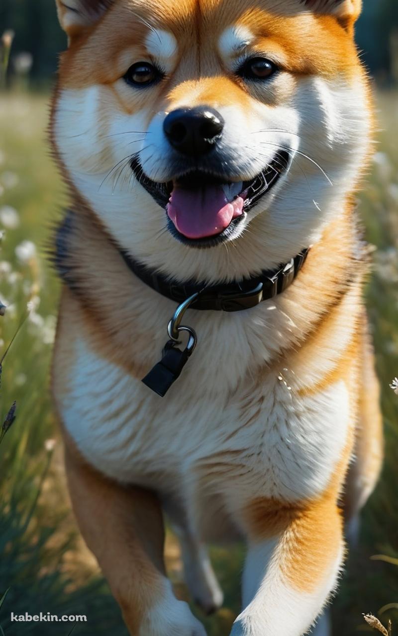 草原を猛ダッシュする可愛い柴犬のAndroidの壁紙(800px x 1280px) スマホ用